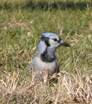 jay1