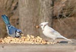 jays