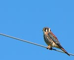 kestrel 2