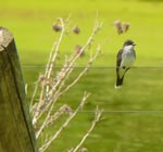 kingbird