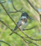 Belted Kingfisher