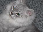 kitten