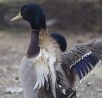 Mallard