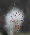 milkweed