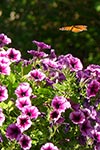 monarch