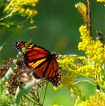monarch1
