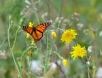 monarch2