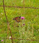 monarch