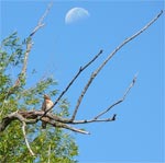 moon