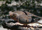 morningdove