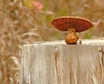 mushroom