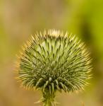Needles