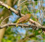 Not sure what kind of bird this is.