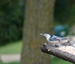 nuthatch