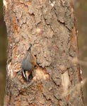 nuthatch 2
