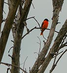 oriole