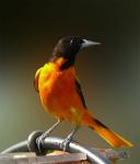 Baltimore Oriole