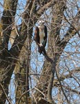osprey