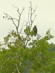 osprey 2