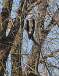 Northern Osprey