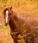 horse
