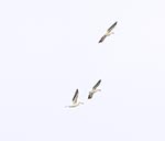 pelicans