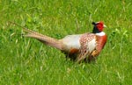 pheasant