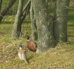 pheasants