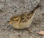 Sparrow