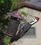 Pileated Woodpecker