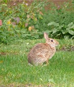 rabbit