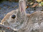 rabbit close