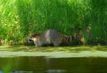 raccoon