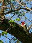 red-headed