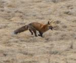 Red Fox