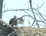 redsquirrel