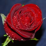 rose2