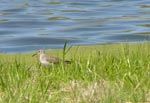 sandpiper