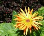 Some Flower