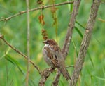 sparrow