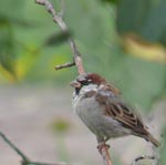 sparrow1