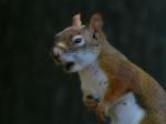 squirrel