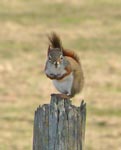 squirrel 2