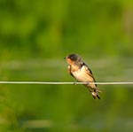 swallow