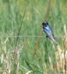Barn Swallow