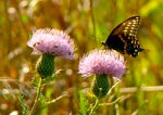 swallowtail