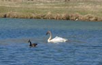 swan1