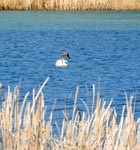 swan2