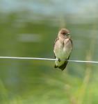 Swallow or Swift?