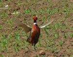takeoff 3